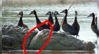 Un crocodile à fil de serrage recouvre la liberté